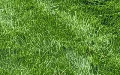 Photo of Jessica B.'s yard after getting lawn care in Wenatchee, WA