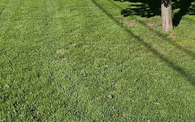 Photo of Ashley W.'s yard after getting lawn care in Cudahy, WI