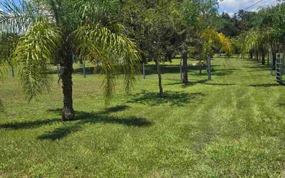 Photo of Teresa P.'s yard after getting lawn care in Milton, FL