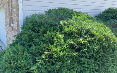 Photo of Shirley S.'s yard after getting lawn care in Henrico, VA