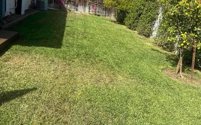 Photo of Dan M.'s yard after getting lawn care in Lynwood, CA