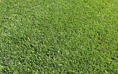 Photo of Christina G.'s yard after getting lawn care in Coppell, TX