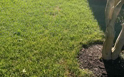 Photo of Sharon D.'s yard after getting lawn care in Gloucester, VA