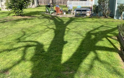 Photo of Justin A.'s yard after getting lawn care in Taylor, TX