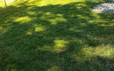 Photo of Mary C.'s yard after getting lawn care in Temple Hills, MD