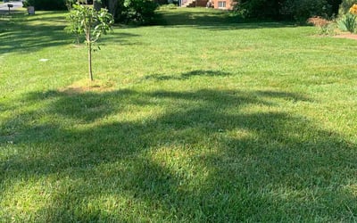 Photo of Courtney T.'s yard after getting lawn care in Springfield, VA