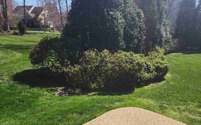 Photo of Chris J.'s yard after getting lawn care in Union City, NJ