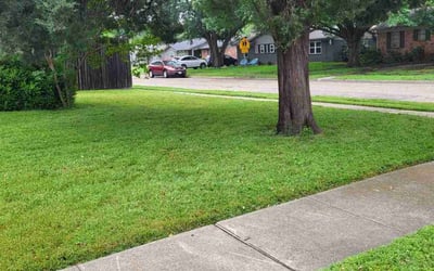 Photo of Sarah V.'s yard after getting tree care in Neptune Beach, FL