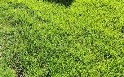 Photo of Amy B.'s yard after getting lawn care in Vandalia, OH