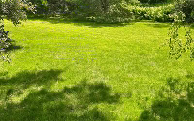 Photo of Tanya S.'s yard after getting lawn care in Albany, NY