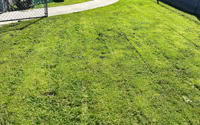 Photo of Ann-Maria C.'s yard after getting lawn care in Inglewood, CA