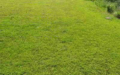 Photo of Karen R.'s yard after getting lawn care in Navarre, FL