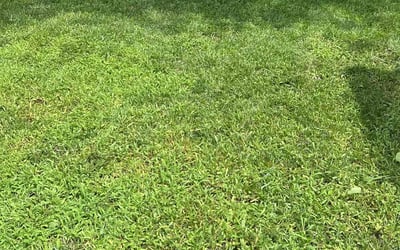 Photo of Brentson W.'s yard after getting lawn care in Beaverton, OR