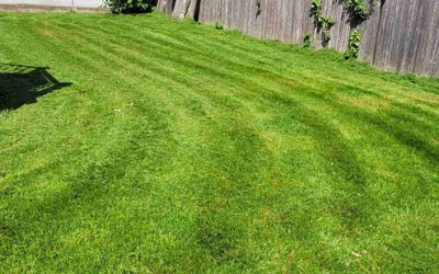 Photo of Elise B.'s yard after getting lawn care in Wilmington, DE