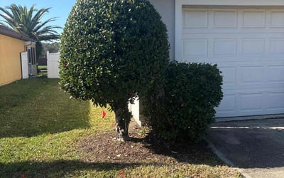 Photo of Keyy R.'s yard after getting tree care in Bel Air, MD