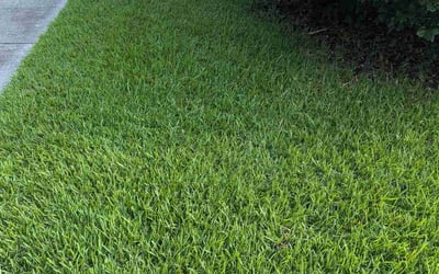 Photo of Shalon P.'s yard after getting lawn care in Bristol, VA