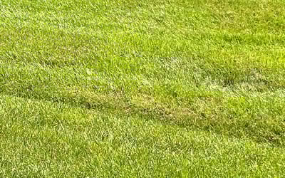 Photo of Angela M.'s yard after getting lawn care in Claymont, DE
