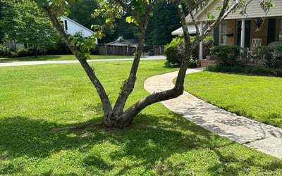 Photo of Tony c.'s yard after getting lawn care in Pickens, SC