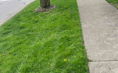 Photo of Dave A.'s yard after getting lawn care in Austin, TX