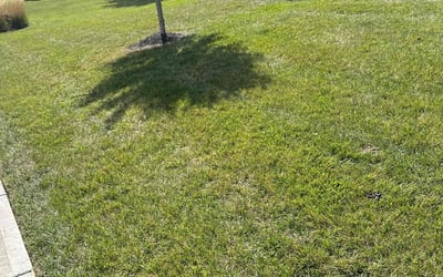 Photo of Jenny G.'s yard after getting lawn care in Fishers, IN