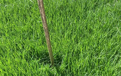 Photo of Donna R.'s yard after getting lawn care in Murrieta, CA
