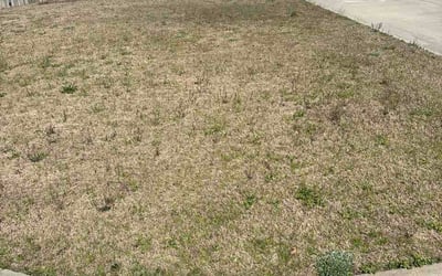 Photo of Ximena B.'s yard after getting lawn care in Austin, TX