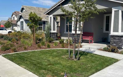 Photo of Tim A.'s yard after getting lawn care in Lincoln, CA