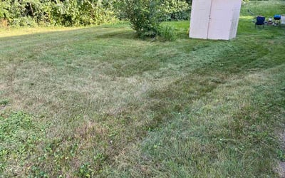 Photo of Chris M.'s yard after getting lawn care in Austin, TX