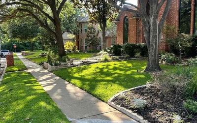 Photo of Joe M.'s yard after getting lawn care in Plano, TX