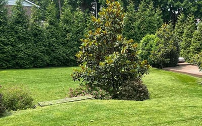 Photo of Cathy H.'s yard after getting lawn care in Nashua, NH