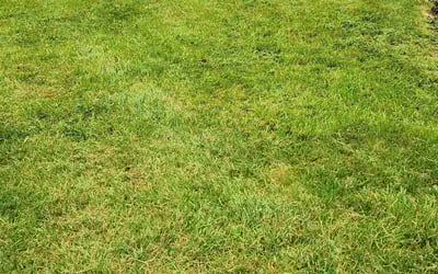Photo of Sandy G.'s yard after getting lawn care in Queens Village, NY