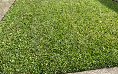 Photo of Shannon R.'s yard after getting lawn care in Walker, LA