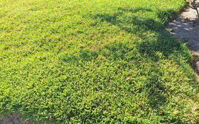 Photo of Dominic R.'s yard after getting lawn care in Simi Valley, CA