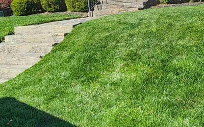 Photo of Mike H.'s yard after getting lawn care in Catonsville, MD
