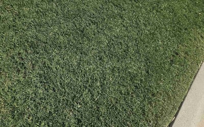 Photo of Ebonie R.'s yard after getting lawn care in Mansfield, TX