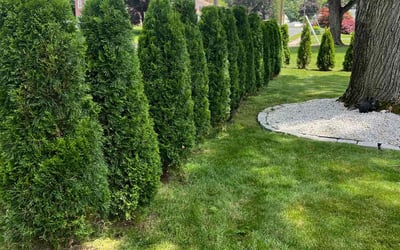 Photo of Fatima B.'s yard after getting lawn care in Downingtown, PA