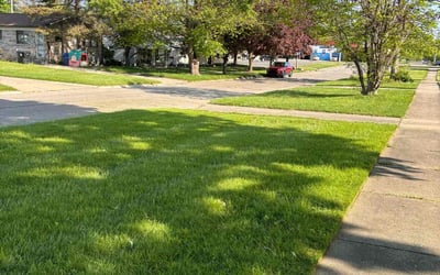 Photo of Alex D.'s yard after getting lawn care in Trenton, MI