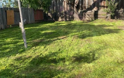 Photo of Glenn S.'s yard after getting lawn care in Vallejo, CA
