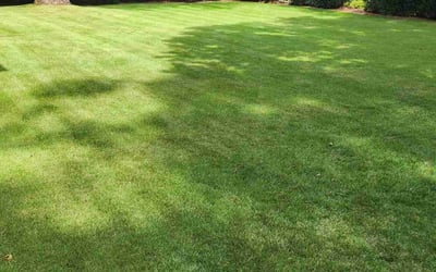 Photo of Vanessa T.'s yard after getting lawn care in Fairfield, AL