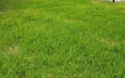 Photo of Yarilee A.'s yard after getting lawn care in Corpus Christi, TX