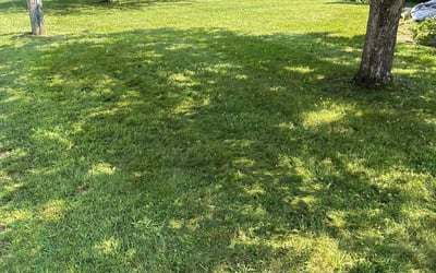 Photo of ann s.'s yard after getting lawn care in Newington, CT