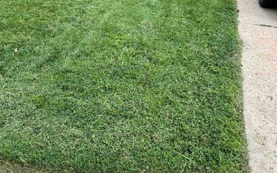 Photo of Mireille D.'s yard after getting lawn care in Haymarket, VA