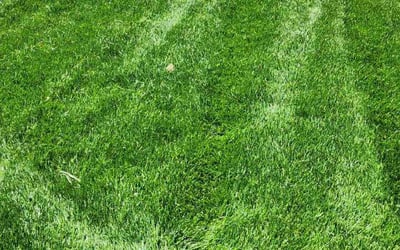 Photo of Kasey L.'s yard after getting lawn care in Sylvania, OH