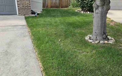 Photo of Frank A.'s yard after getting lawn care in Fort Collins, CO