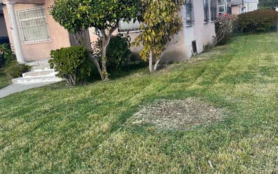 Photo of Alick H.'s yard after getting lawn care in Granada Hills, CA
