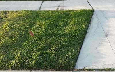 Photo of Ann-Maria C.'s yard after getting lawn care in Riverview, FL