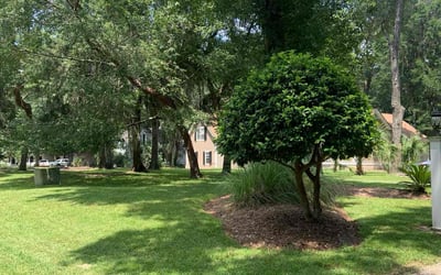 Photo of Adam F.'s yard after getting lawn care in Beaufort, SC