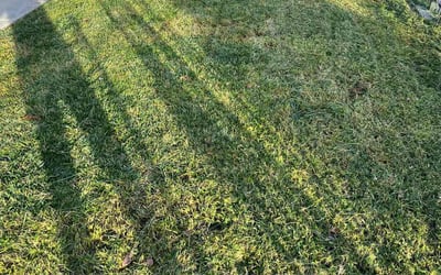 Photo of Shontalla N.'s yard after getting lawn care in Compton, CA