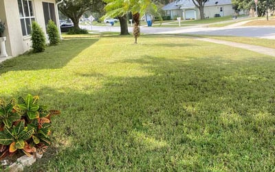 Photo of Devin K.'s yard after getting lawn care in Brooksville, FL