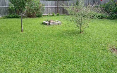 Photo of Luay A.'s yard after getting lawn care in Texas City, TX